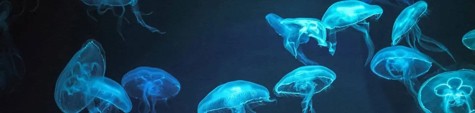 Group of glowing jellyfish floating underwater against a dark blue ocean background.