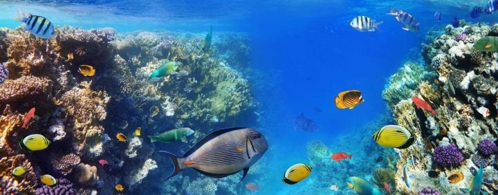 Tips For Snorkeling In The UK & Abroad