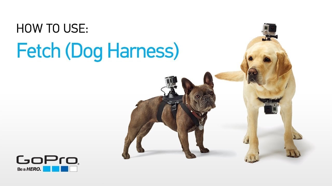 GoPro Fetch, Dog Harness | GoPro Dog Mount