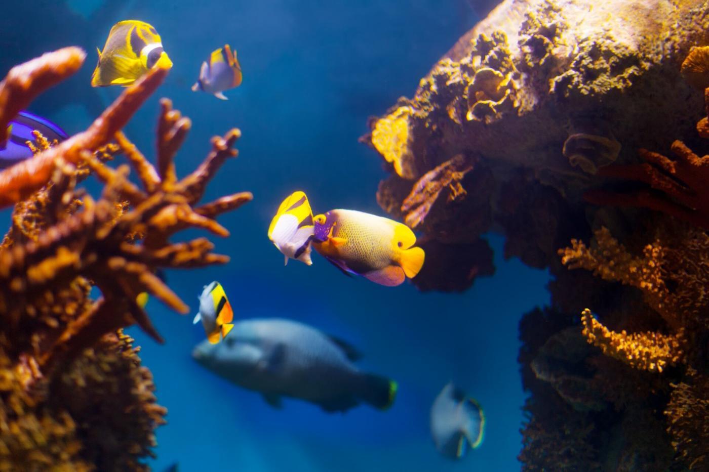 fish swimming on a reef